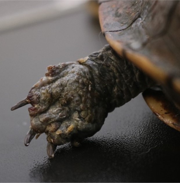 Wild turtle with N. barbatae skin lesions. Photo property of Taronga Zoo